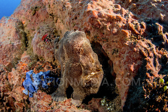 Giant Frogfish Hiding on Sponge