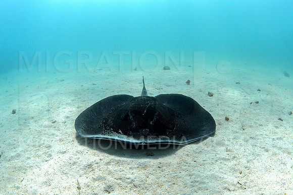 Bull Ray on Sand