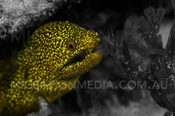 Moray Eel Pop