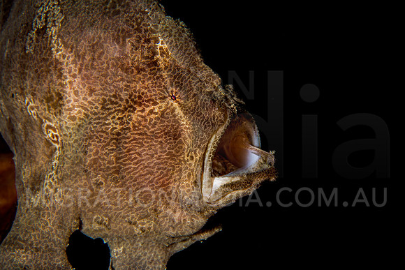 Giant Frogfish Black Background