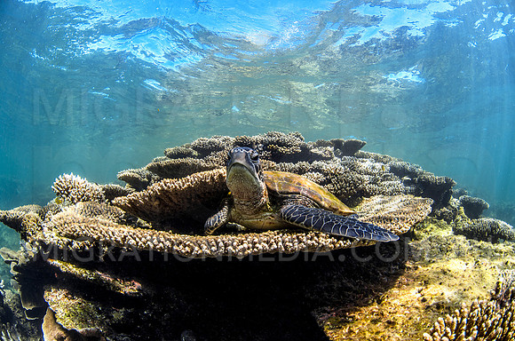 Green Turtle Watching from Plate Coral
