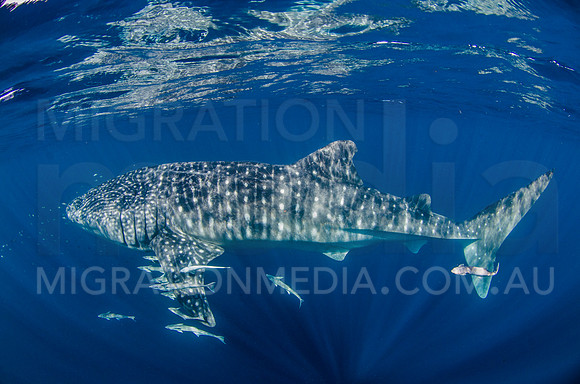 Large Whaleshark