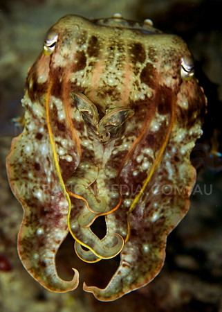 Cuttlefish Front-On