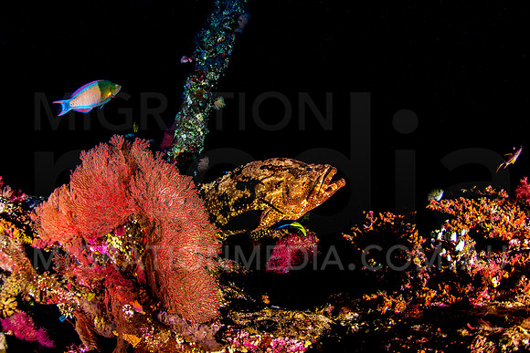 Grouper Cleaning