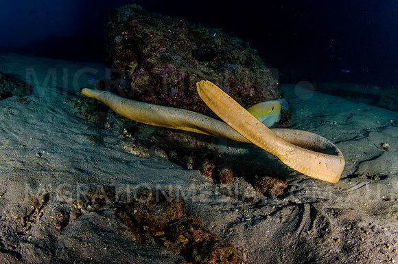 Olive Sea Snake Paddle Tail