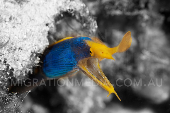 Ribbon Eel Pop