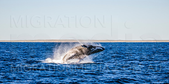 Humpback Whale Adult Landing Breach