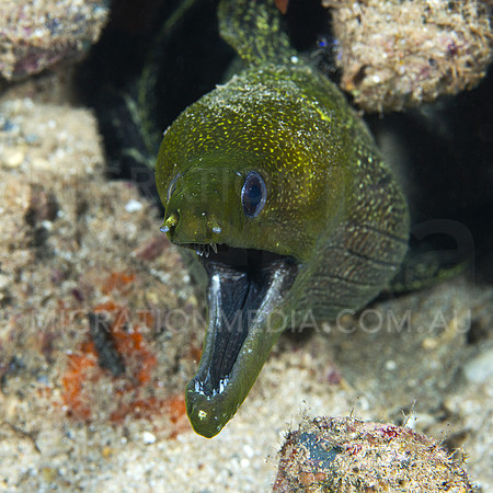 Eel Mouth Wide Open
