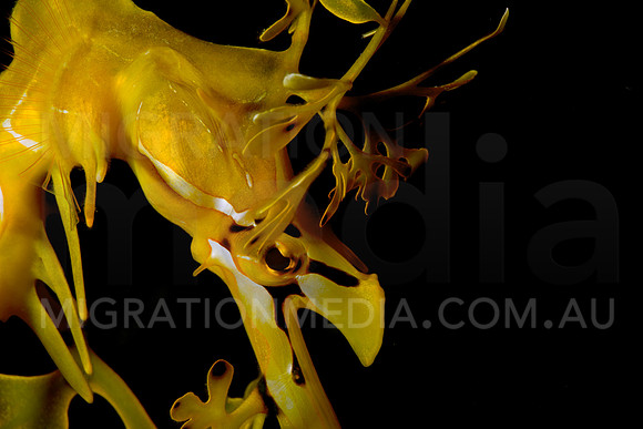Leafy Sea Dragon Side