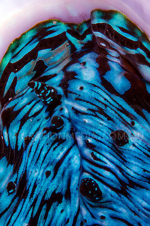 Inside Blue Giant Clam