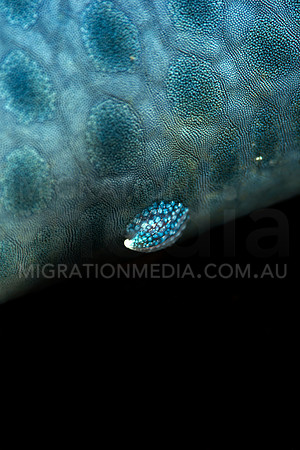 Blue Linka Snail