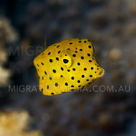 Boxfish
