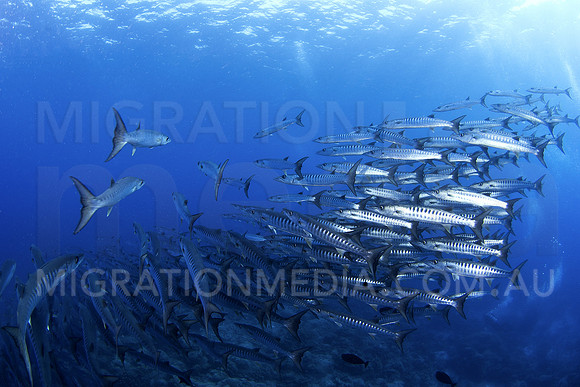 Barracuda Swarm