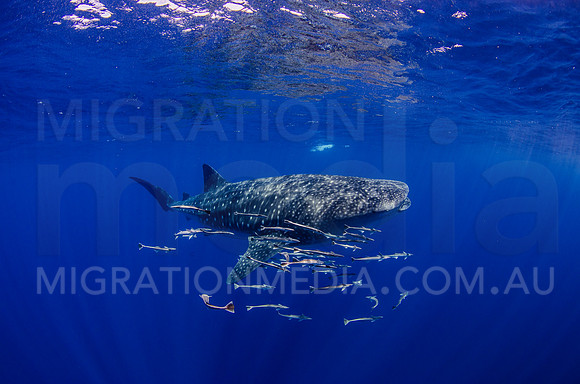 Large Whaleshark with Remoras Side-On