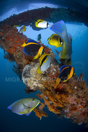 Colourful Fish Galore