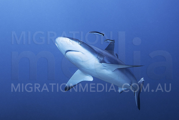 Grey Reef Shark Cleaning