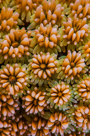 Flower Coral