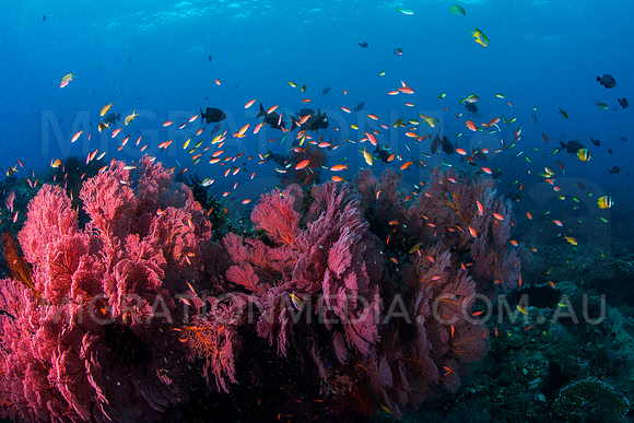 Beautiful Sea Fans and Fish