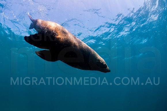 New Zealand Fur Seal Bull
