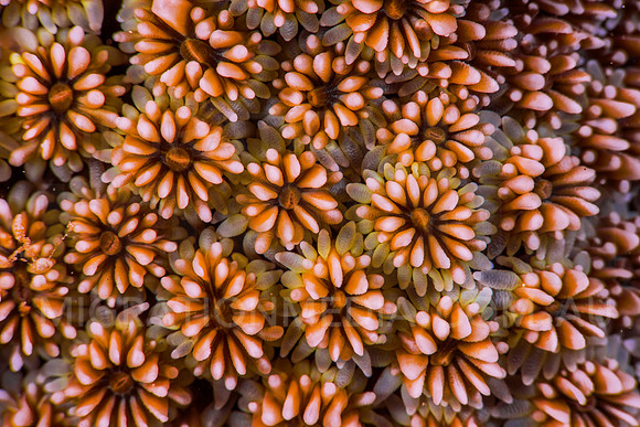 Flower Corals