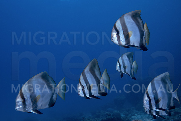 Batfish Swimming
