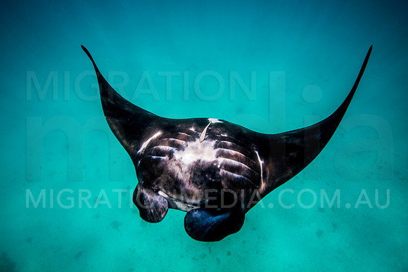 Manta Ray Rolling