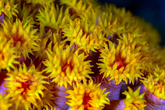 Soft Coral Polyps