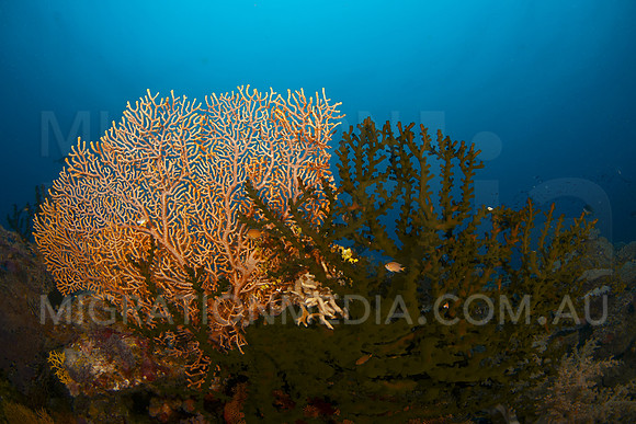 Fan and Green Tree Coral