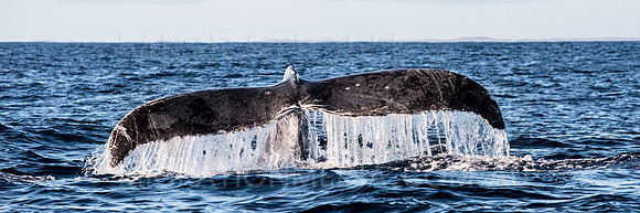 Humpback Whale Fluke