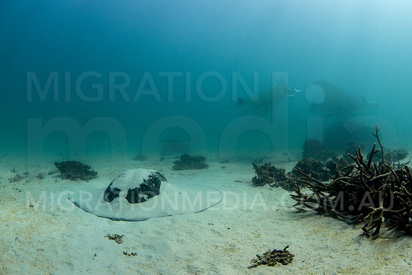 Bull and Manta Rays