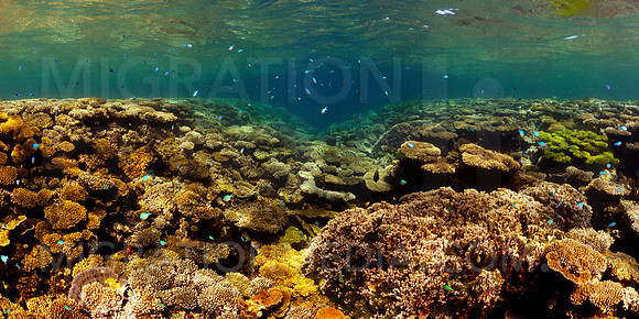 Ningaloo Coral Reef