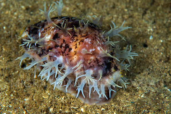 Cowrie Shell