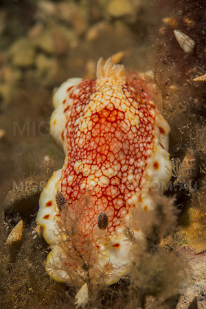 Diverosa Nudibranch