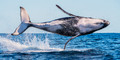 Humpback Whale Breach