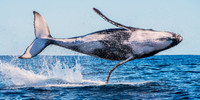 Humpback Whale Breach