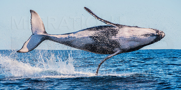 Humpback Whale Breach