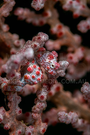 Beautiful Bargibanti Pygmy Seahorse