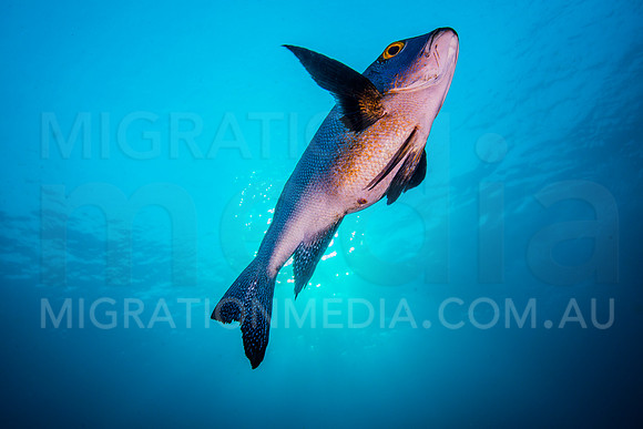 Bumphead Parrotfish Above