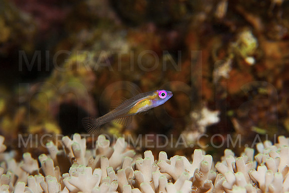Cute Blenny