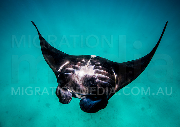Manta Ray Rolling