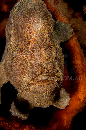 Giant Frogfish Front-On