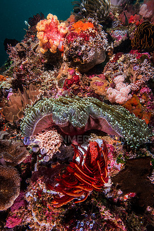 Anemone and Soft Corals