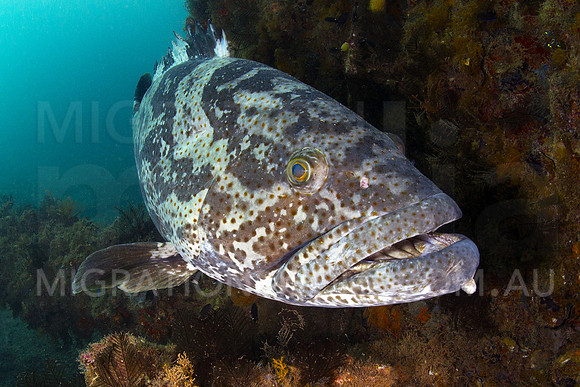 Baby Grouper Looking