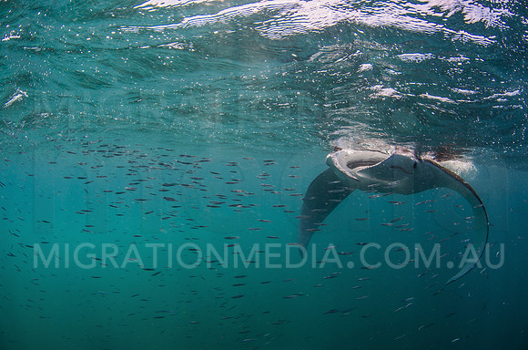 Manta Feeding on Baiball