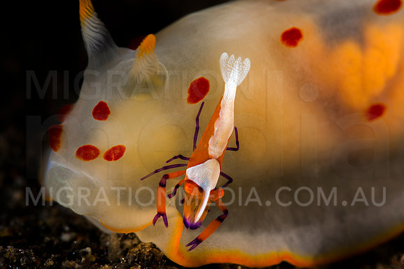 Nudibranch with Emperor Shrimp (5)