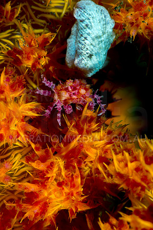 Colourful Soft Coral Crab