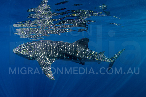 Tagged Whaleshark and Reflection