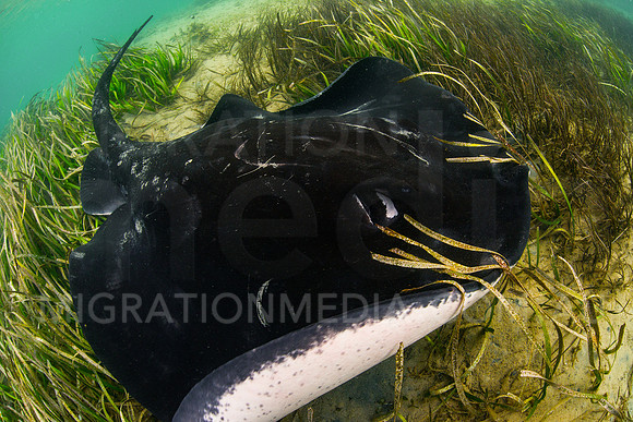 Bull Ray Close