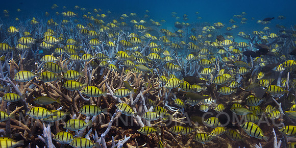 Convict Surgeonfish Schooling