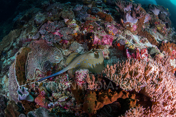 Blue-Spotted Lagoon Ray in Coral